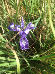 Iris macrosiphon