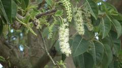 Phytolacca dioica
