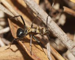 Polyrhachis semiaurata