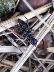 Ampulex canaliculata