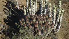 Anthacanthae