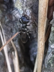 Ampulex canaliculata