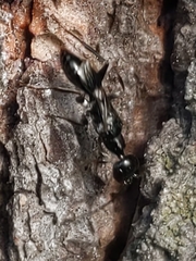 Ampulex canaliculata