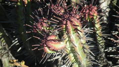 Anthacanthae