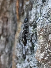 Ampulex canaliculata