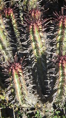 Anthacanthae