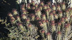 Anthacanthae