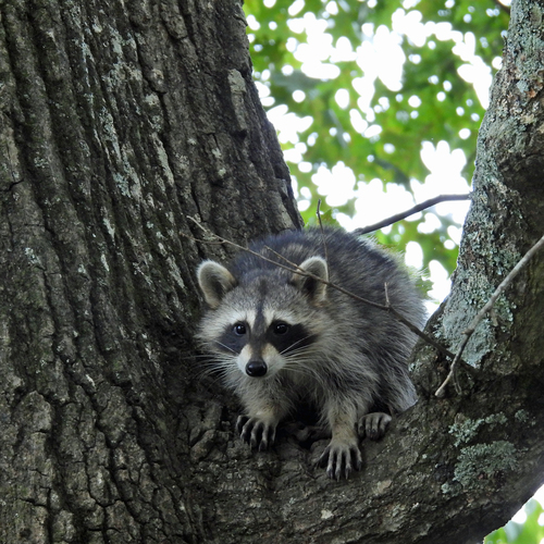 Common Raccoon photographed in Oklahoma