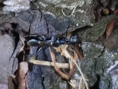 Ampulex canaliculata