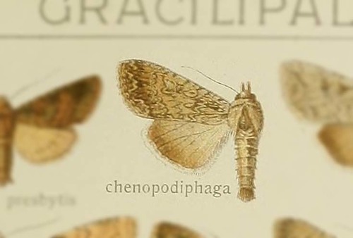 Noctuelle de la Salsovie (La)