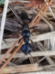 Ampulex canaliculata