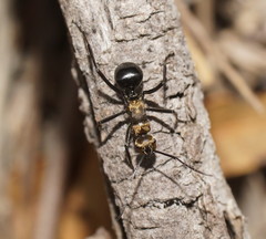 Polyrhachis semiaurata