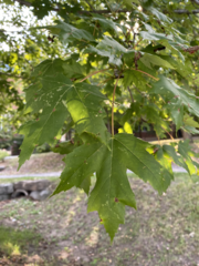 Acer saccharinum