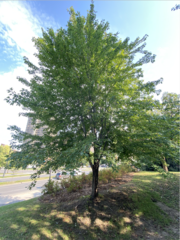 Acer saccharinum