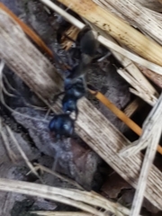 Ampulex canaliculata