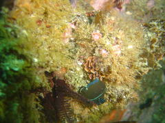 Paraflabellina funeka