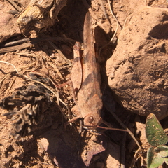 Trimerotropis modesta