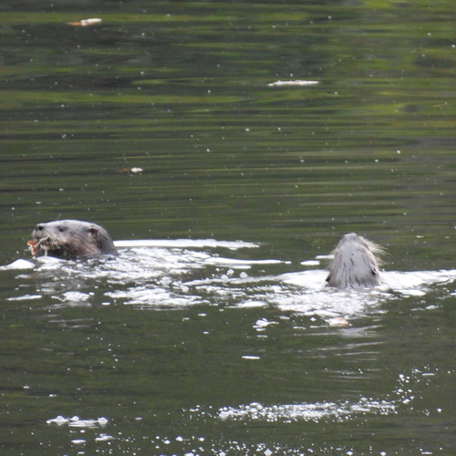 North American River Otter photographed in Oklahoma