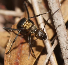 Polyrhachis semiaurata