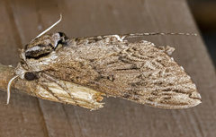 Ceratomia catalpae