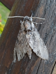 Agrius convolvuli