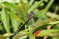 Ophiogomphus morrisoni