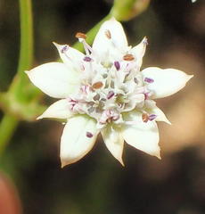 Alepidea capensis capensis