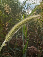 Setaria magna