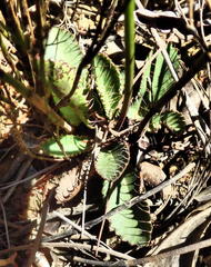 Alepidea capensis capensis