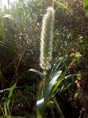 Setaria magna