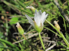 Dichodon cerastoides