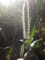 Setaria magna
