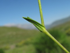 Dichodon cerastoides