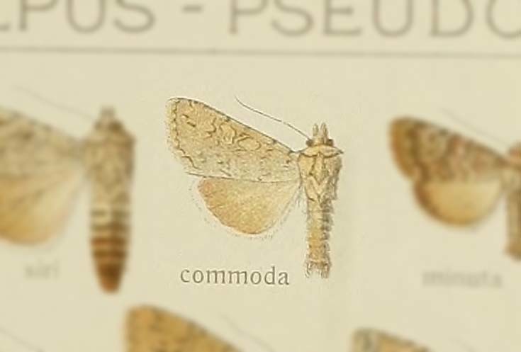 Rhiza commoda goateri