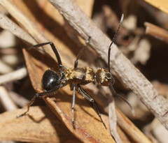 Polyrhachis semiaurata
