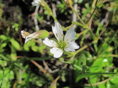Dichodon cerastoides