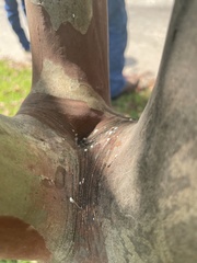 Eriococcus lagerstroemiae