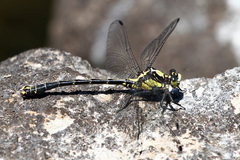 Octogomphus specularis