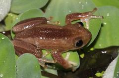 Afrixalus fornasini
