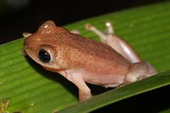Afrixalus fornasini