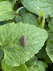 Porcellio spinicornis