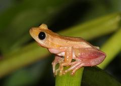Afrixalus fornasini