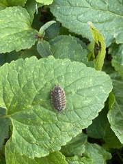 Porcellio spinicornis