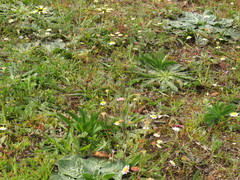 Gnaphalium pauciflorum