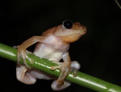 Afrixalus fornasini
