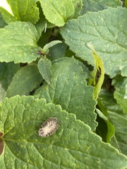 Porcellio spinicornis