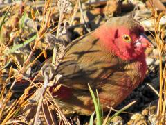 Lagonosticta senegala rendalli