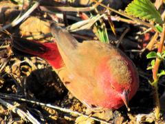 Lagonosticta senegala rendalli