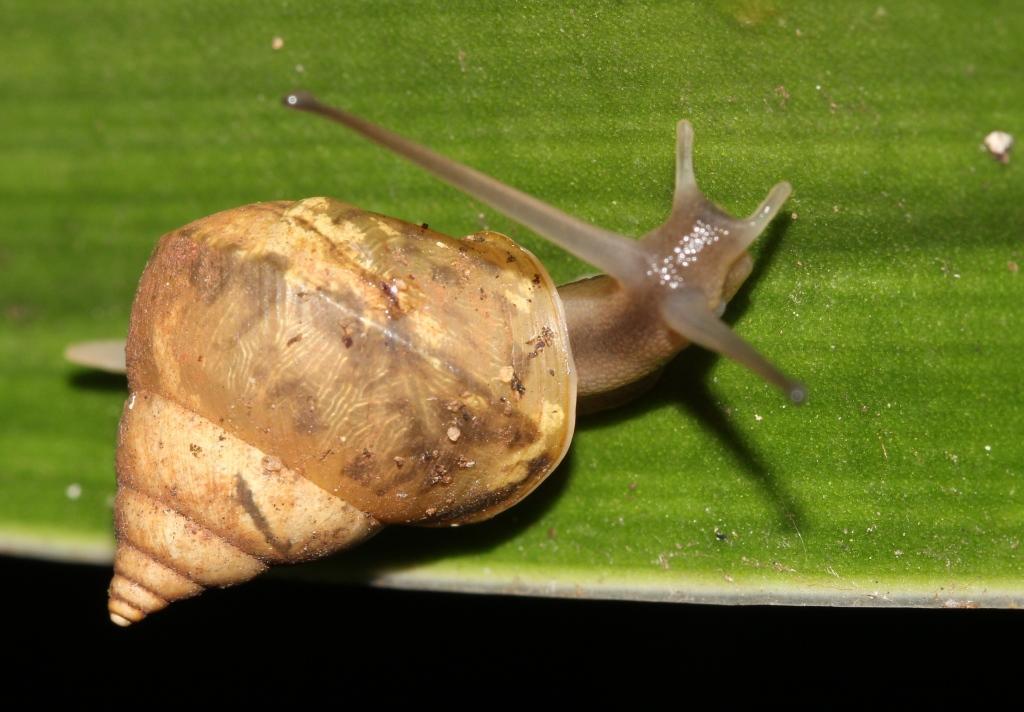 Bark Snails