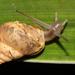 Bark Snails - Photo (c) Alex Rebelo, some rights reserved (CC BY-NC), uploaded by Alex Rebelo